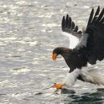 Pygargue de Steller, Port de Rausu, Shiretoko