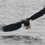 Pygargue de Steller, Port de Rausu, Shiretoko