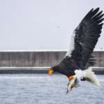 Pygargue de Steller, Port de Rausu, Shiretoko