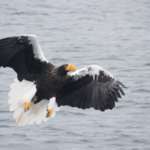 Pygargue de Steller, Port de Rausu, Shiretoko