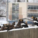 Pygargues de Steller et à queue blanche, Port de Rausu, Shiretoko