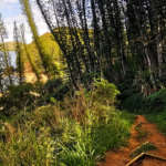 Sentier au milieu des pins colonnaires