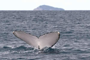 A la recherche des baleines au départ de Nouméa