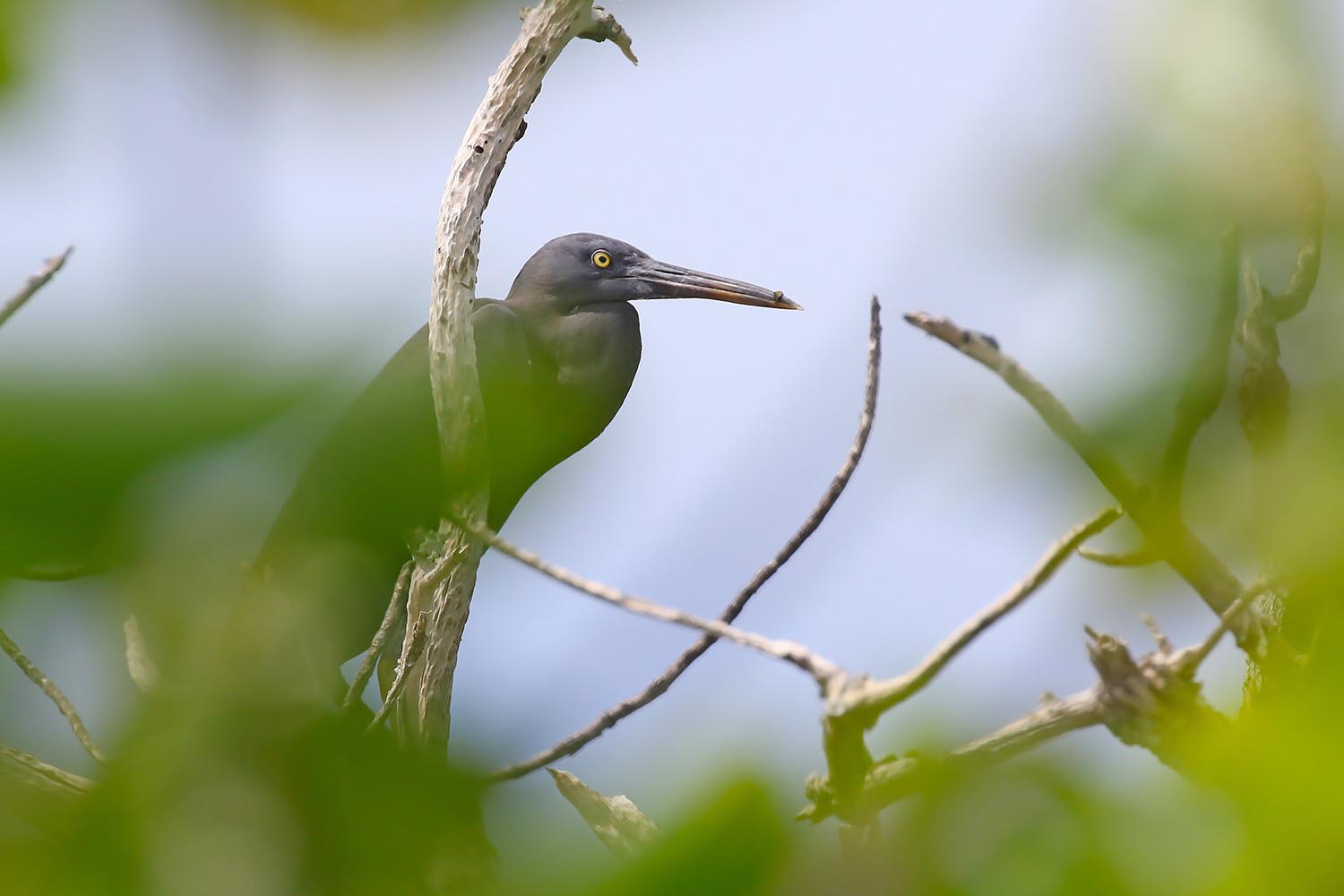 L’attribut alt de cette image est vide, son nom de fichier est aigrette-sacree-laregnere-nouvelle-caleonie-1.jpg.
