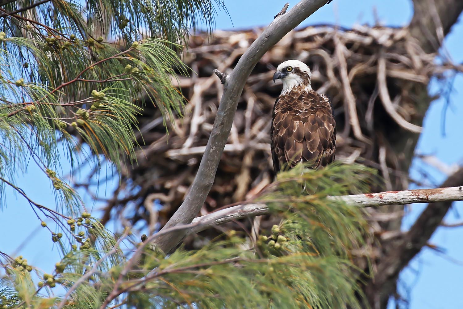 L’attribut alt de cette image est vide, son nom de fichier est balbuzard-australien-laregnere-nouvelle-caleonie-7.jpg.