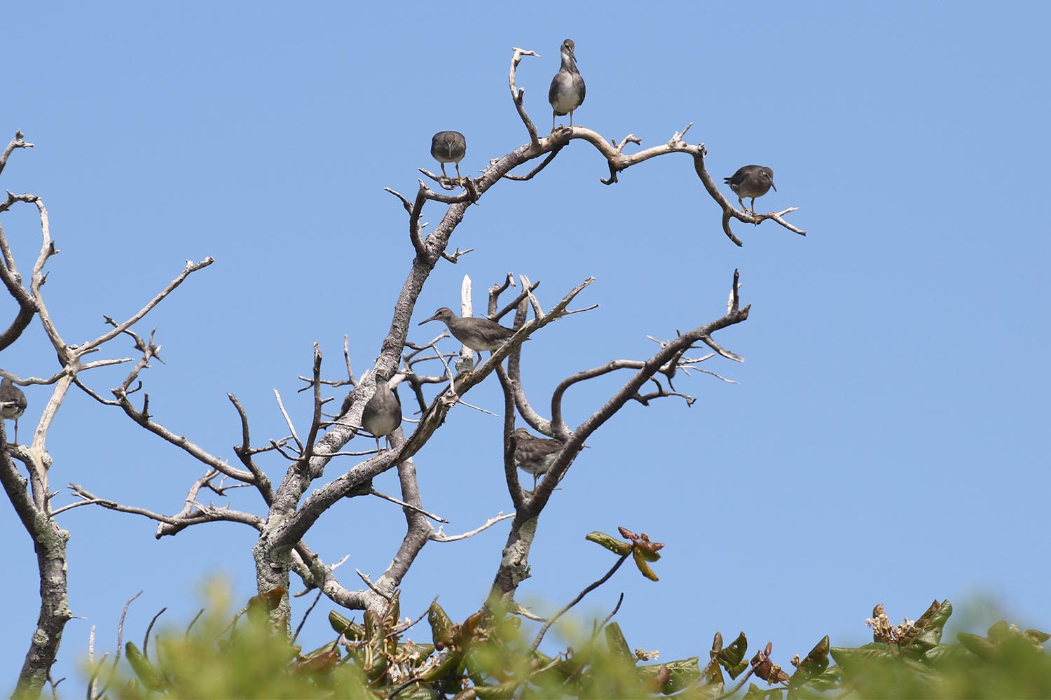 L’attribut alt de cette image est vide, son nom de fichier est chevalier-errant-laregnere-nouvelle-caleonie-6.jpg.