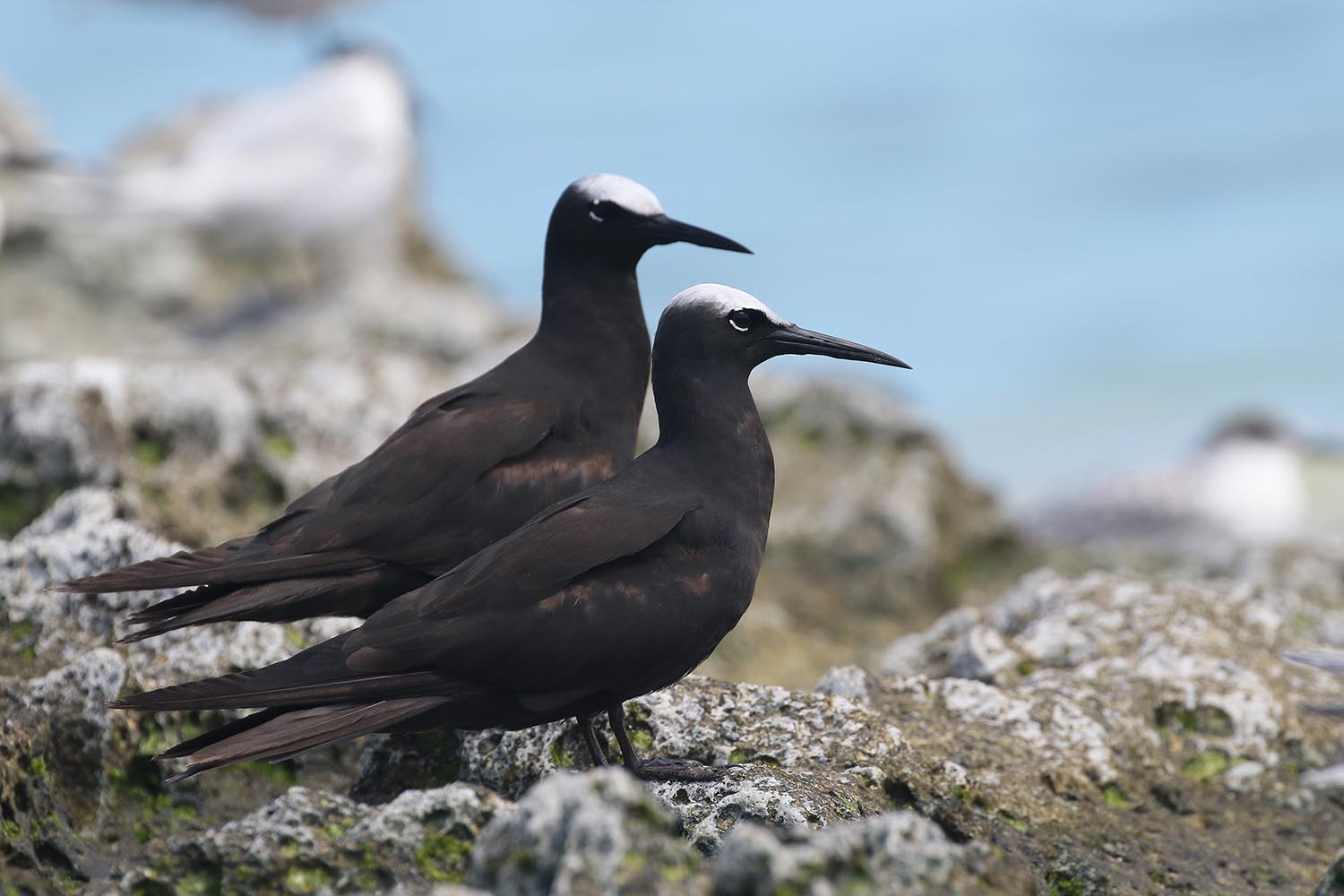 L’attribut alt de cette image est vide, son nom de fichier est noddi-noir-laregnere-nouvelle-caleonie-4.jpg.