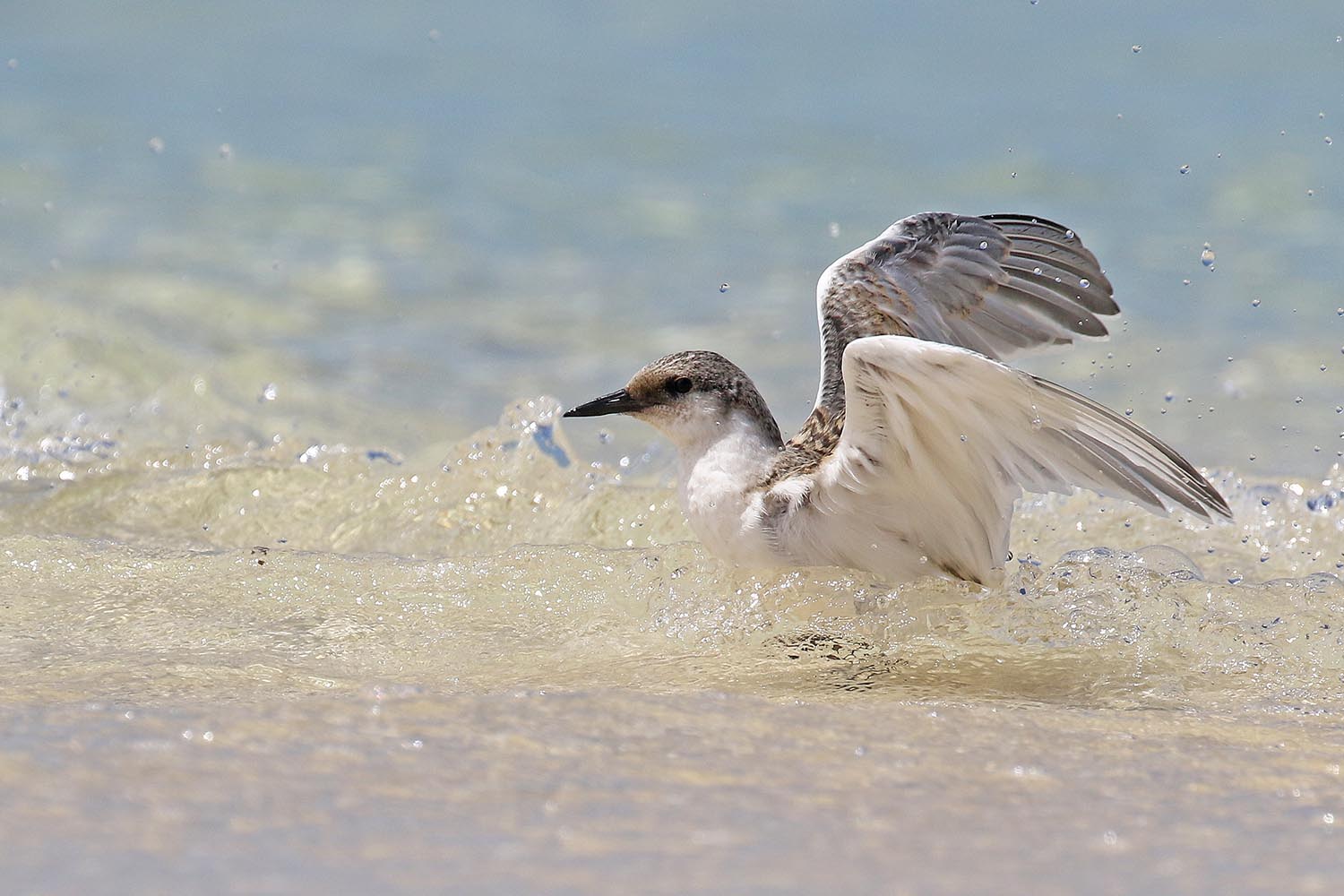L’attribut alt de cette image est vide, son nom de fichier est sterne-de-dougall-laregnere-nouvelle-caleonie-10.jpg.