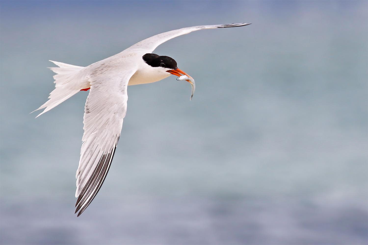 L’attribut alt de cette image est vide, son nom de fichier est sterne-de-dougall-laregnere-nouvelle-caleonie-18.jpg.