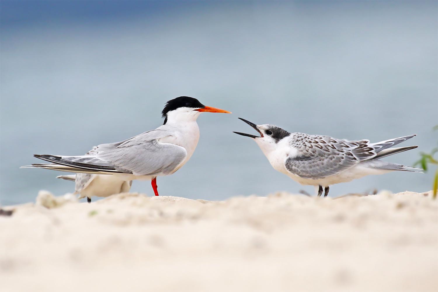 L’attribut alt de cette image est vide, son nom de fichier est sterne-de-dougall-laregnere-nouvelle-caleonie-22.jpg.