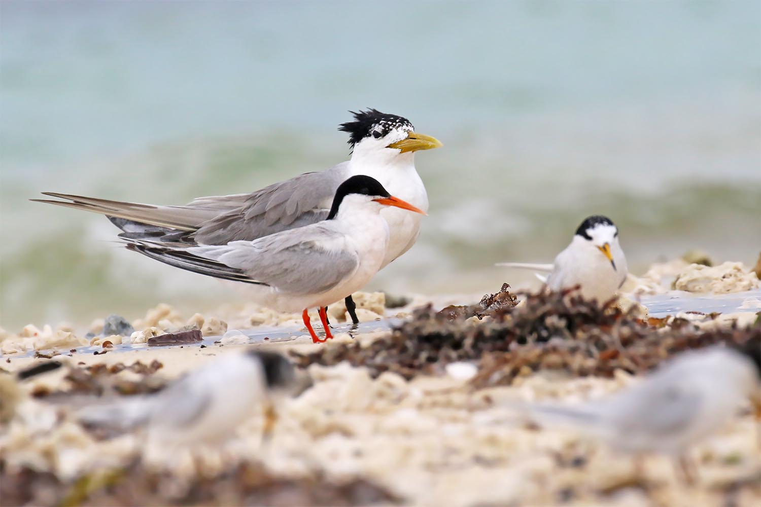 L’attribut alt de cette image est vide, son nom de fichier est sterne-de-dougall-laregnere-nouvelle-caleonie-23.jpg.