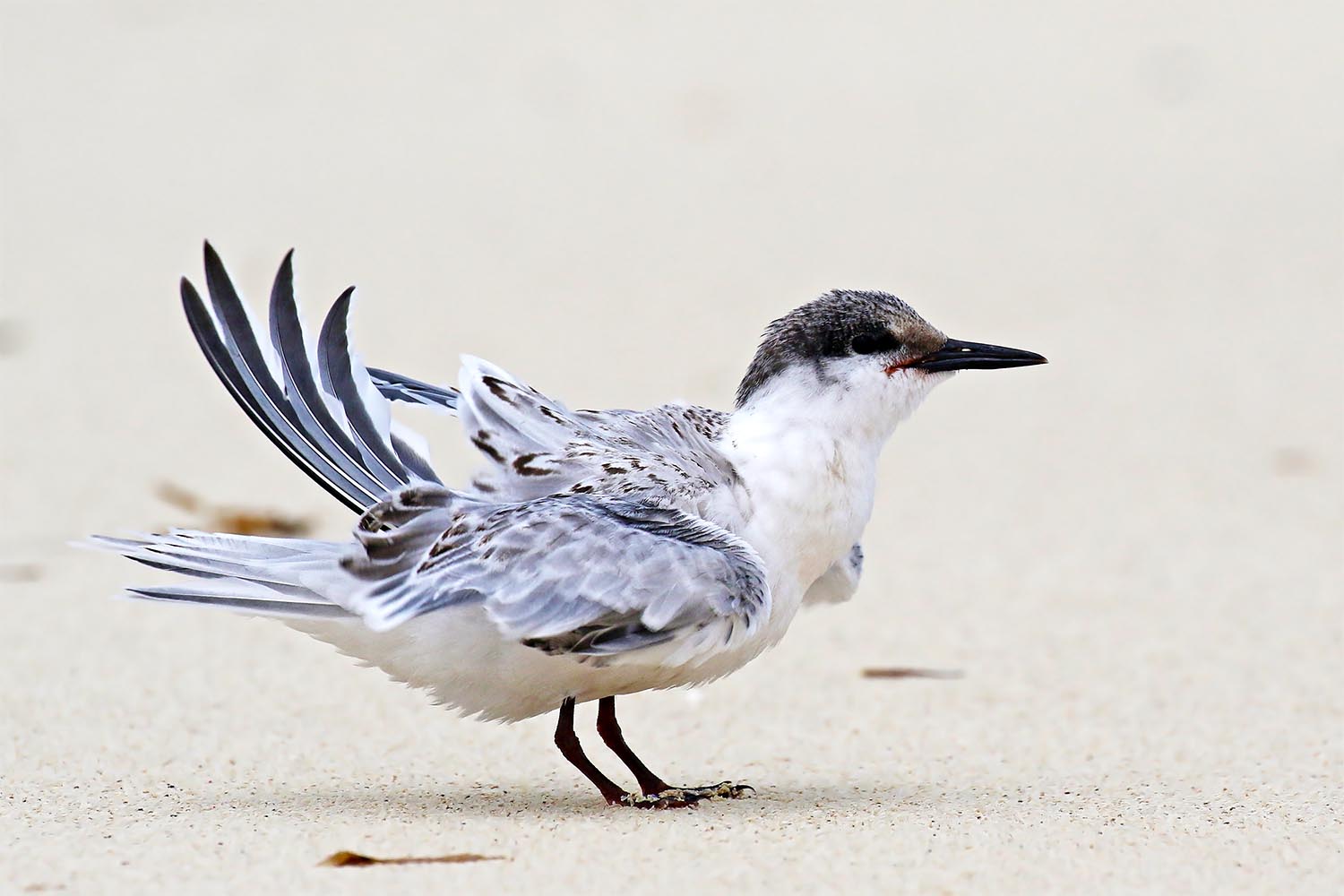 L’attribut alt de cette image est vide, son nom de fichier est sterne-de-dougall-laregnere-nouvelle-caleonie-24.jpg.