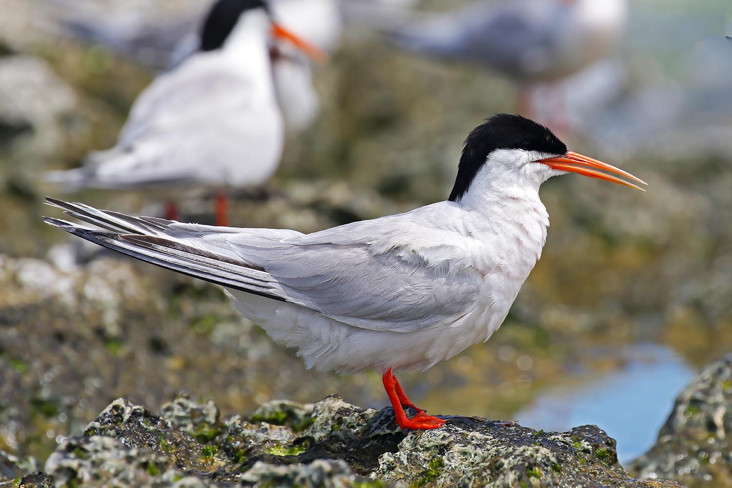 L’attribut alt de cette image est vide, son nom de fichier est sterne-de-dougall-laregnere-nouvelle-caleonie-9.jpg.
