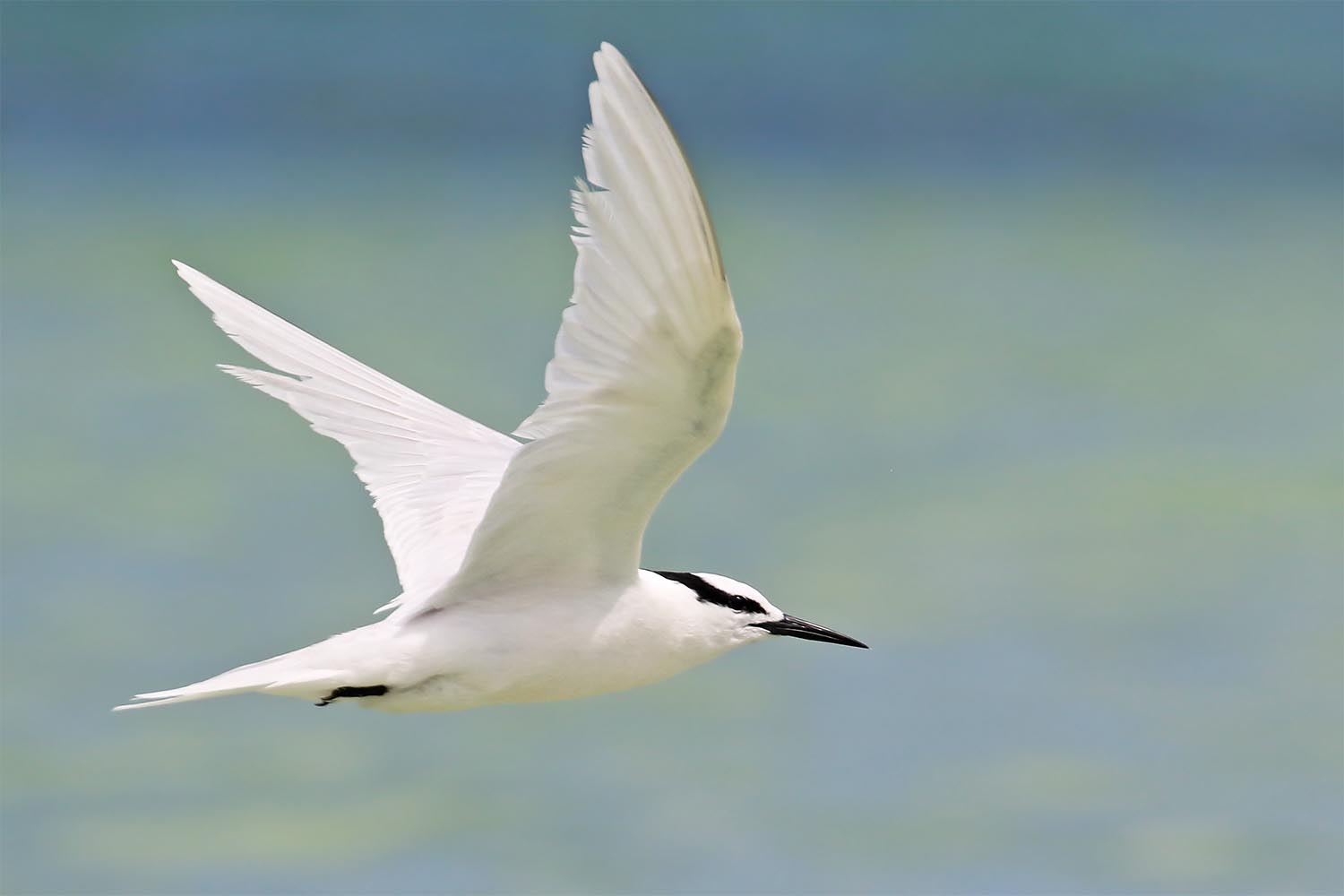 L’attribut alt de cette image est vide, son nom de fichier est sterne-diamant-laregnere-nouvelle-caleonie-16.jpg.