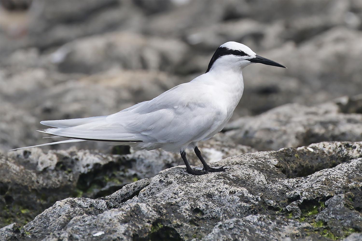 L’attribut alt de cette image est vide, son nom de fichier est sterne-diamant-laregnere-nouvelle-caleonie-8.jpg.