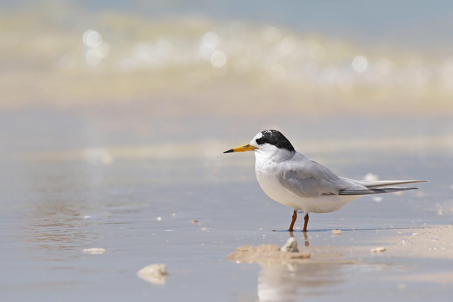 L’attribut alt de cette image est vide, son nom de fichier est sterne-nereis-laregnere-nouvelle-caleonie-11.jpg.