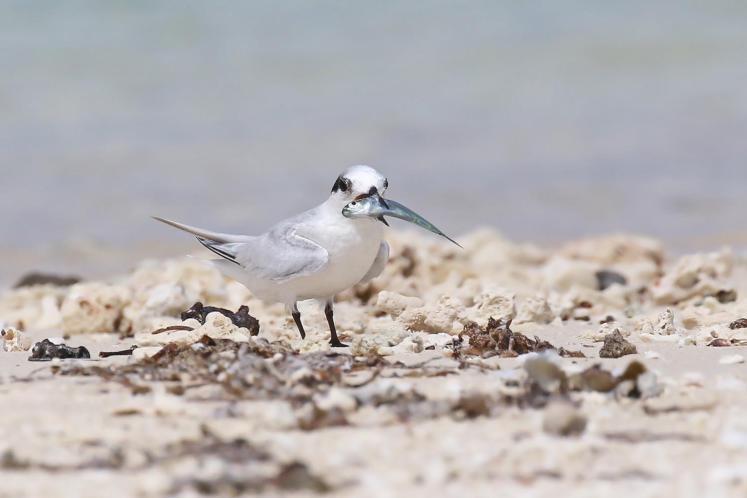 L’attribut alt de cette image est vide, son nom de fichier est sterne-nereis-laregnere-nouvelle-caleonie-13.jpg.