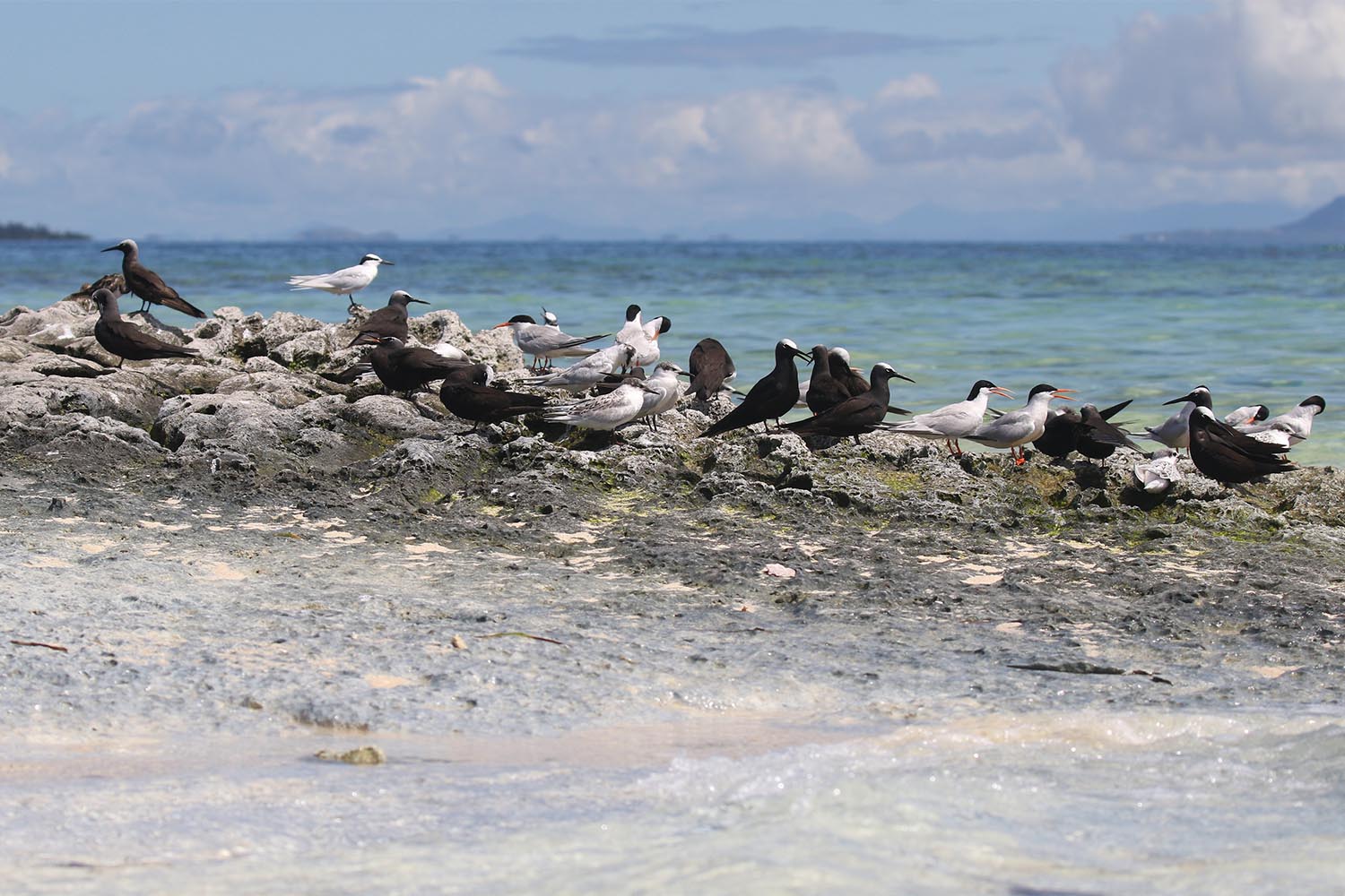 L’attribut alt de cette image est vide, son nom de fichier est sterne-noddi-laregnere-nouvelle-caleonie-2.jpg.