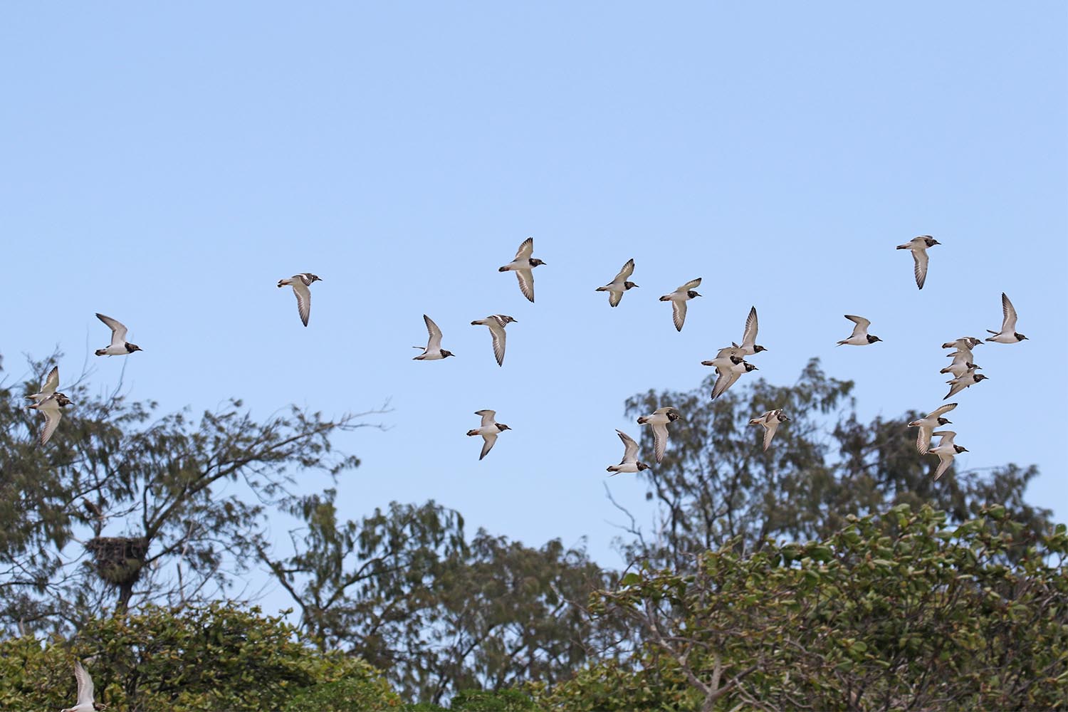 L’attribut alt de cette image est vide, son nom de fichier est tournepierre-a-collier-laregnere-nouvelle-caleonie-19.jpg.