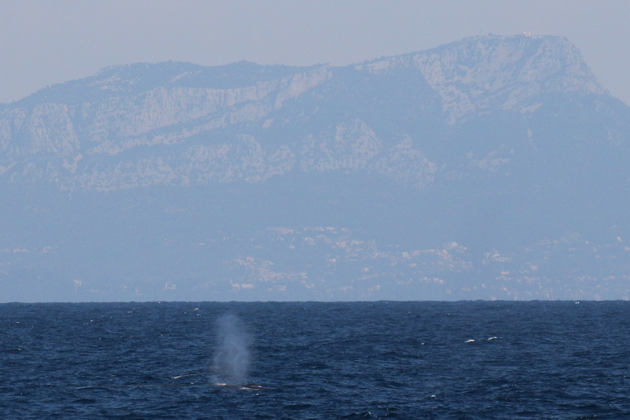 Rorqual commun au large de Toulon