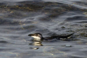Afflux de pingouin torda sur les côtes provençales