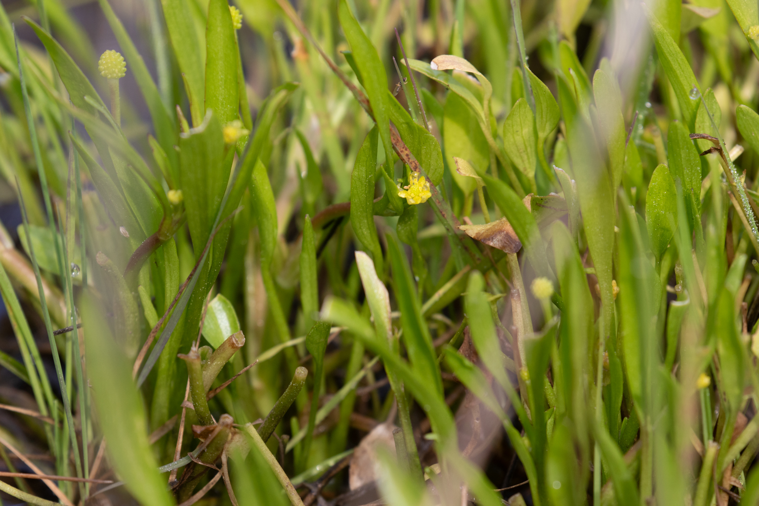 La Renoncule de Revelière