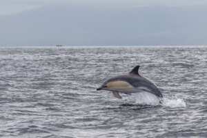 Observer les baleines et les dauphins en Irlande
