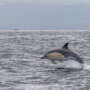 Observer les baleines et les dauphins en Irlande