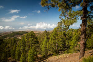 Les forêts de pins sur les versants du Teide