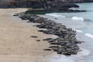 Où voir les phoques en Irlande