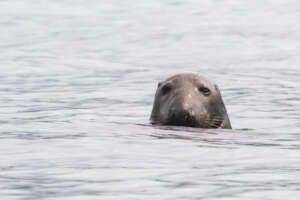 Observer la  faune marine autour des Blasket Islands