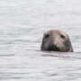 Observer la  faune marine autour des Blasket Islands