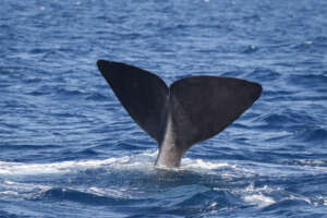 Observation des cétacés à Madère : espèces, zones et conseils