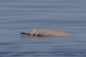 Observer les baleines dans le golfe de Gênes