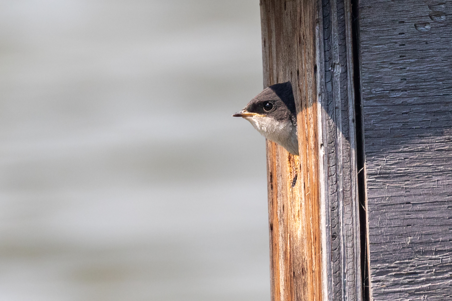 hirondelle des arbres