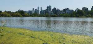 Premiers pas sur le continent américain : Stanley Park