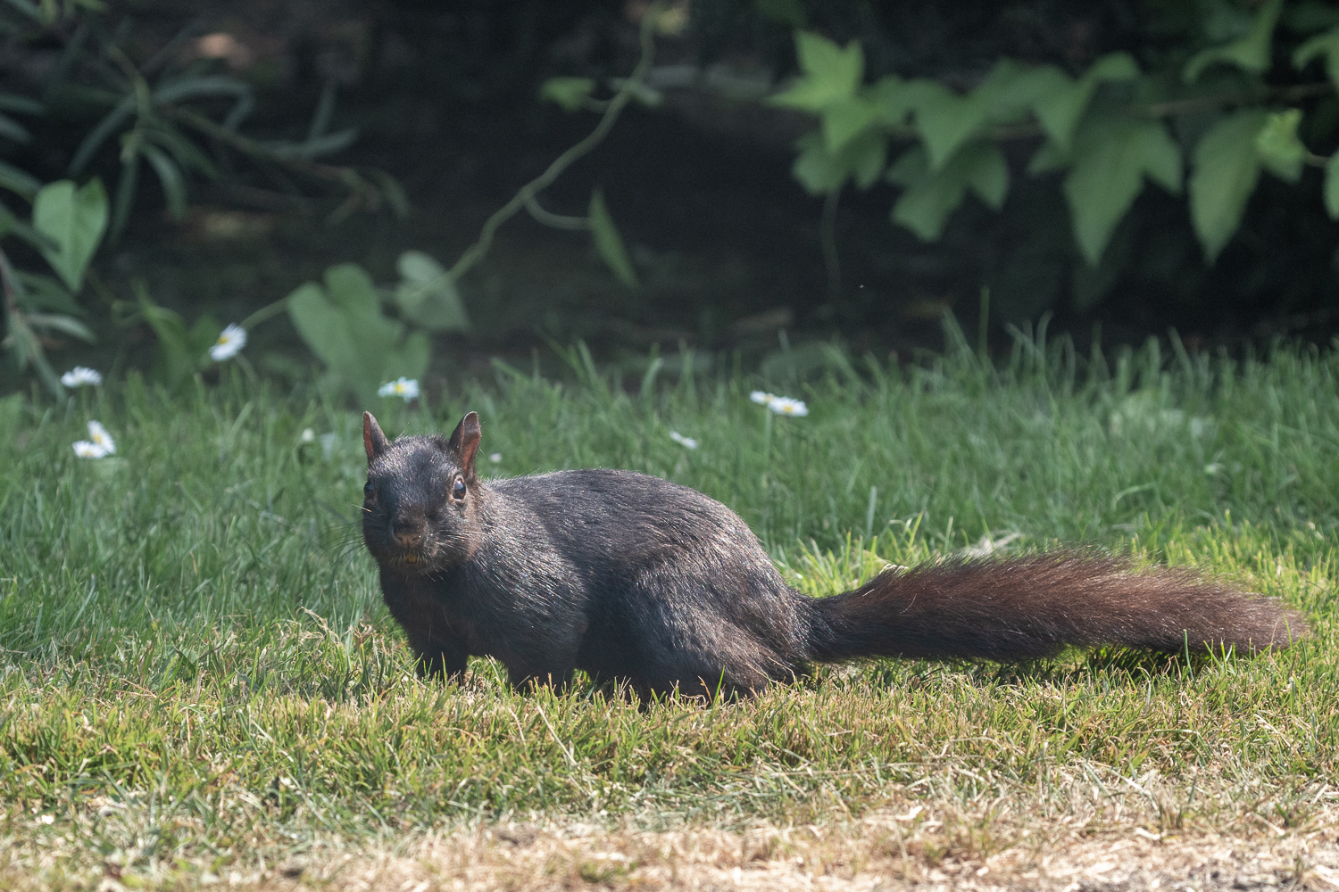 Ecureuil gris de l'Est mélanique