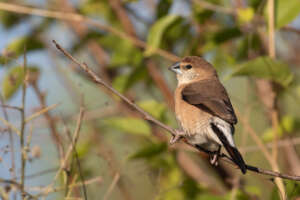 Le Capucin Bec-de-plomb au parc nature de La Garde