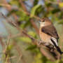 Le Capucin Bec-de-plomb au parc nature de La Garde