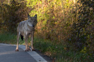 4 jours dans les Abruzzes sur les traces des ours et des loups