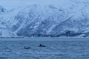 Observer les orques et les baleines à Tromso