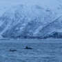 Observer les orques et les baleines à Tromso