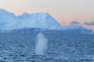 Grand nord