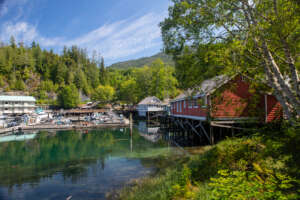 Telegraph Cove : à la recherche des orques et des grizzlis