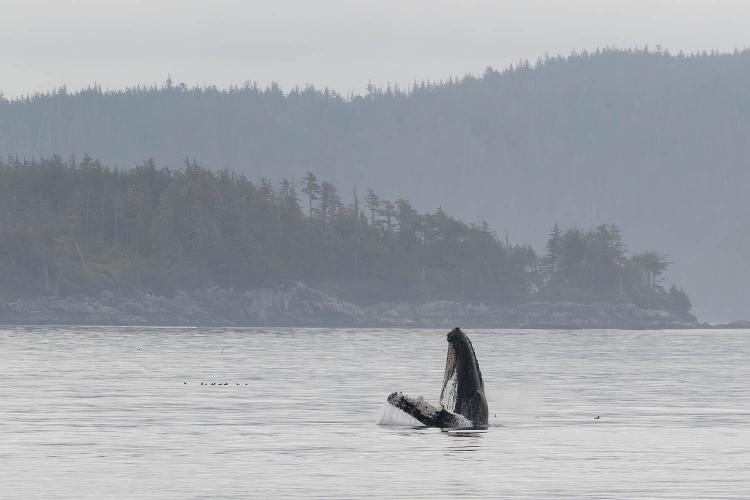 Telegraph Cove Whalewatching 24 Baleine A Bosse