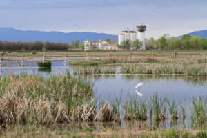 Observer les oiseaux aux Aiguamolls de l’Empordà