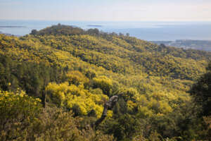 La route du mimosa