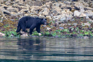 Observer les ours noirs autour de Tadoussac : une expérience sauvage au cœur du Québec