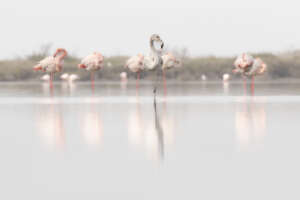 Où voir les oiseaux en Camargue