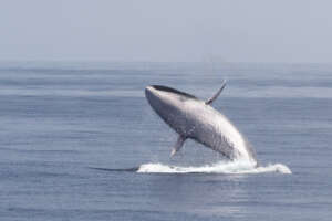Une journée exceptionnelle avec les baleines et les dauphins